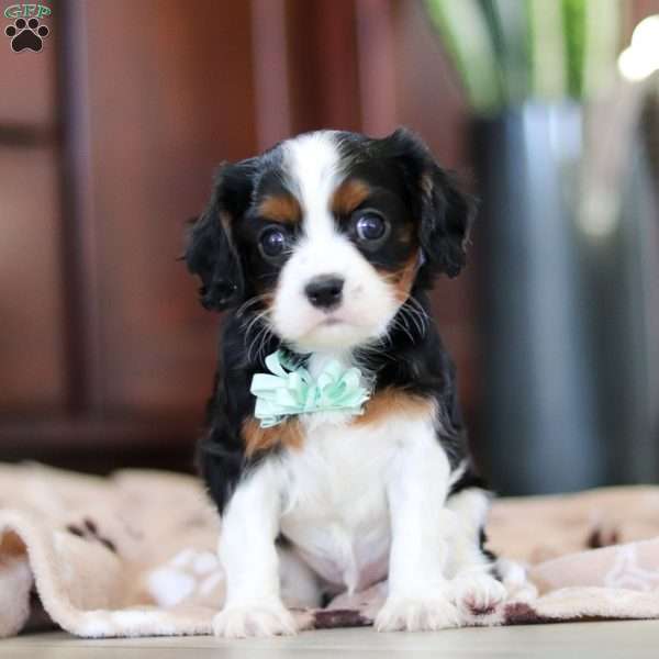 Kennedy, Cavalier King Charles Spaniel Puppy
